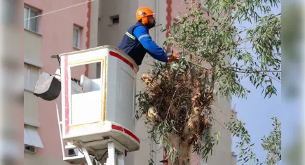 Buca’da Ağaç Budama Çalışmaları Hız Kazandı