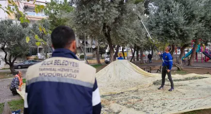 Buca’da Zeytin Hasadı dayanışmaya dönüşüyor