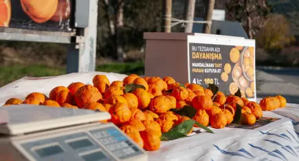 Güzelbahçe’de mandalina dayanışması