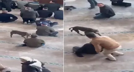 Camiye giren pitbulla ekipler el koydu: Sahibine adli ve idari işlem yapıldı