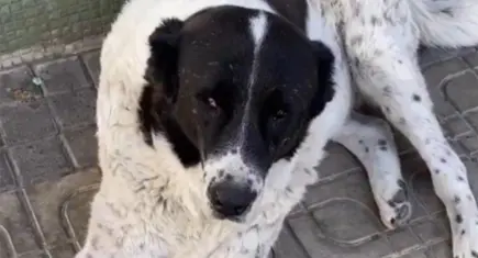 Metroda 15 yaşındaki köpeği döverek katlettiler: Matmazel'in patoloji raporu çıktı