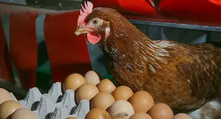 Tavuk Eti, yumurta ve süt üretiminde aylık düşüş! 