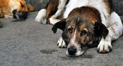 Yeni bir kampanya: Datça’da kamusal alanda işlenen vahşete dur de