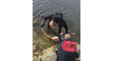 İnciraltı’nda mahsur kalan flamingo yeniden doğaya bırakıldı