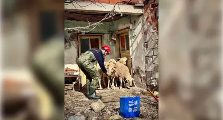 Büyükşehir ekipleri sağanakta her canlı için seferber oldu