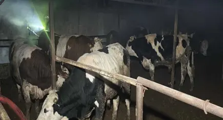 Çiftlikte yangını faciası: 60 küçükbaş hayvan telef oldu