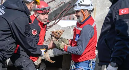 Afetlerde hayvan kurtarma için eğitim seferberliği