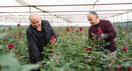 İzmir’de Sevgililer Günü öncesi gül hasadı hızlandı