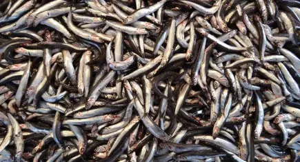 Hamsi fiyatları çakıldı! 