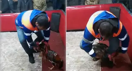Polisten temizlik işçisi kılığında horoz dövüşü baskını