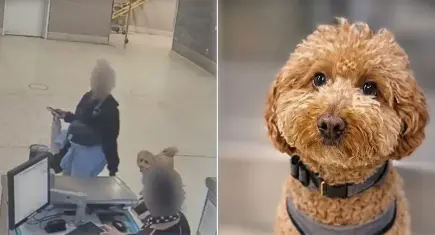 Havalimanında skandal görüntü: Uçağa alınmayan köpeğini kontuara bağlayıp gitti!