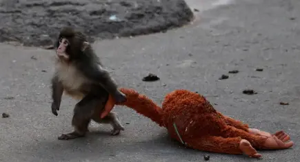 Terk edilen makak yavrusu Punch fenomen oldu: Hayvanat bahçesine ziyaretçi akını