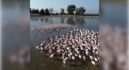 Söke’de Tarlalar Flamingoların Yeni Adresi Oldu