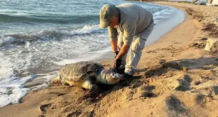 Kuşadası’nda deniz kaplumbağası kıyamı: Bir günde 3 ölü