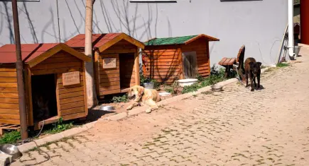 Seferihisar’da sıfır atıkla mama üretimi başladı