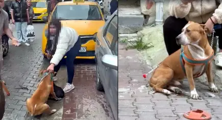 Ağızlıksız dolaştırılan Pitbull, köpeği ağır yaralamıştı: Pitbull’a el kondu, sahibe 95 bin lira ceza