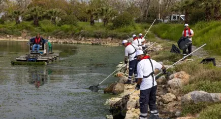 İzmir Körfezi’nde deniz marulu alarmı: Gözler Gediz Nehri Havzası’nda