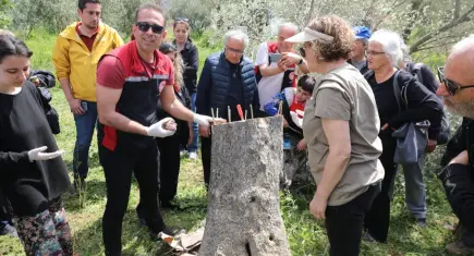 Seferihisar’da zeytin üreticilerine uygulamalı budama ve aşılama eğitimi