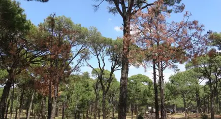 Aydın’da yangın riskine karşı tedbir: Ormanlara girişler kısıtlandı