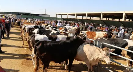 Kurban Bayramı'nda sokakta kesime 8 bin 687, atıkları gömenlere 20 bin lira ceza!