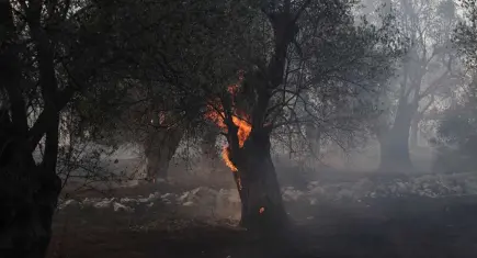 Yunanistan’ın Viotia Bölgesinde orman yangını