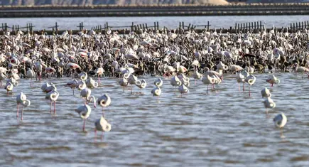 Gediz Deltası'nda 18 bin flamingo yavrusu göçe hazırlanıyor