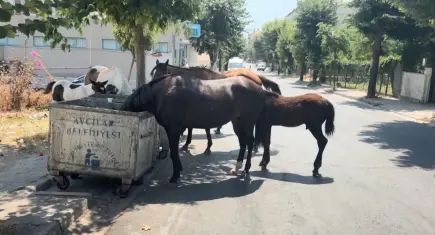 Avcılar'da başıboş yılkı atları tehlike saçıyor: Sürücü adayları zor anlar yaşıyor