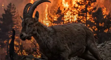Yaban keçileri için 200 bin imza