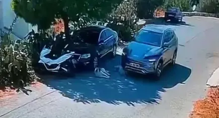 Otomobilin 2 köpeğin üzerinden geçmesine ilişkin soruşturma