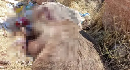 Bingöl’de 3 bozayı silahla öldürüldü: Valilikten soruşturma açıklaması