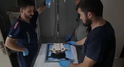 DKMP açıkladı: Yılın ilk 9 ayında binlerce yaban hayvanı tedavi edilerek doğaya salındı