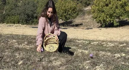 Dünyanın en pahalı baharatında hasat başladı